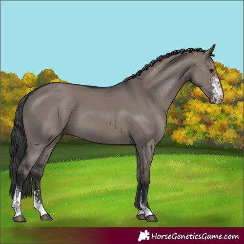 Horse Color:Grullo Sabino