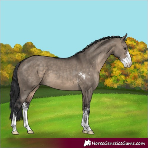 Horse Color:Brown Dun Sabino