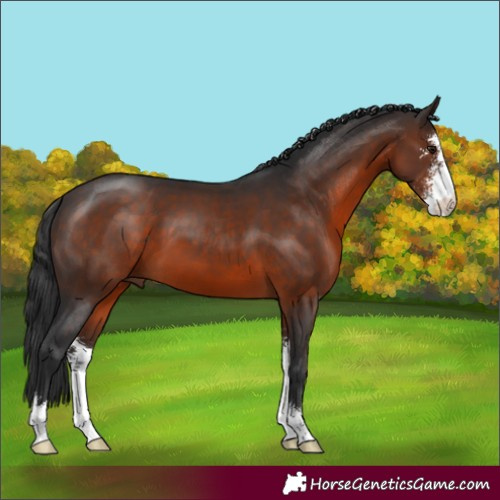 Horse Color:Brown Sabino 