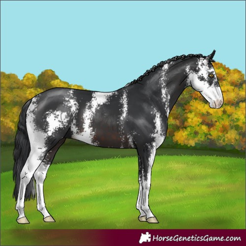 Horse Color:Brown Sabino 