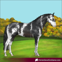 Horse Color:Brown Sabino 
