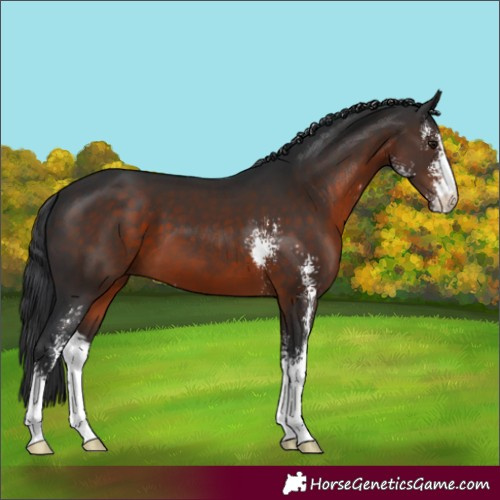 Horse Color:Brown Sabino 