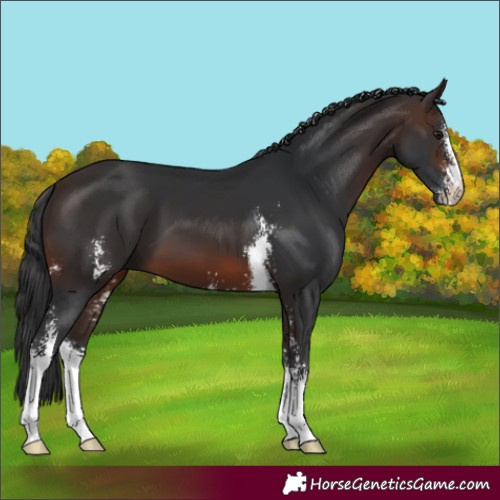 Horse Color:Brown Sabino