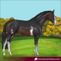 Horse Color:Brown Sabino