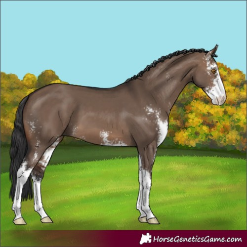 Horse Color:Brown Dun Sabino