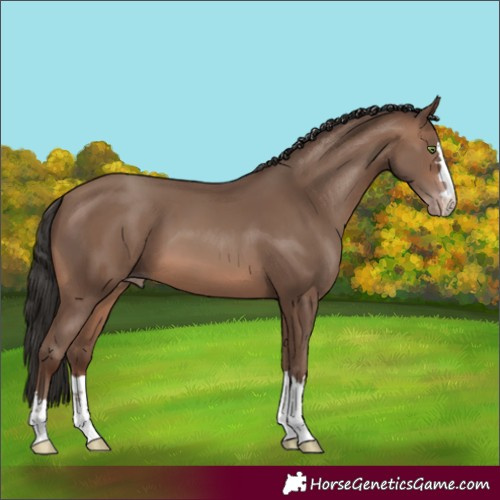 Horse Color:Sable Champagne 
