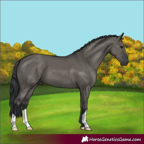 Horse Color:Grullo 