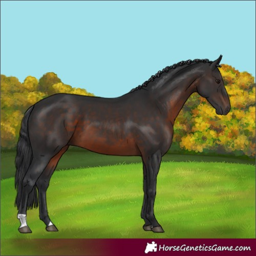 Horse Color:Brown 