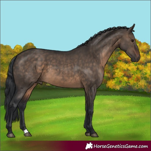 Horse Color:Brown Dun