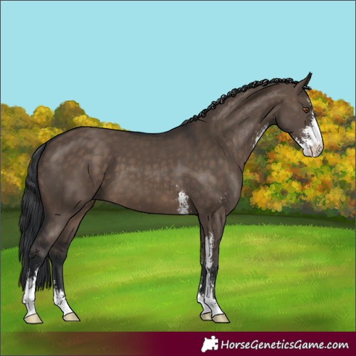 Horse Color:Brown Dun Sabino