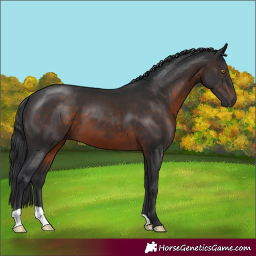 Horse Color:Brown 