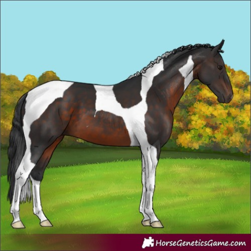 Horse Color:Brown Tobiano 