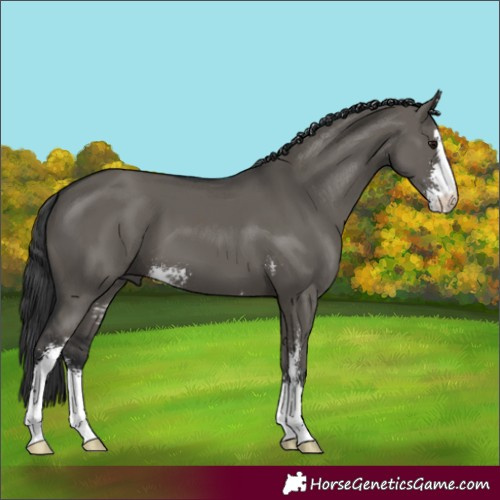 Horse Color:Grullo Sabino