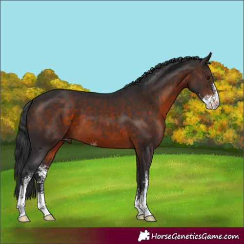 Horse Color:Brown Sabino