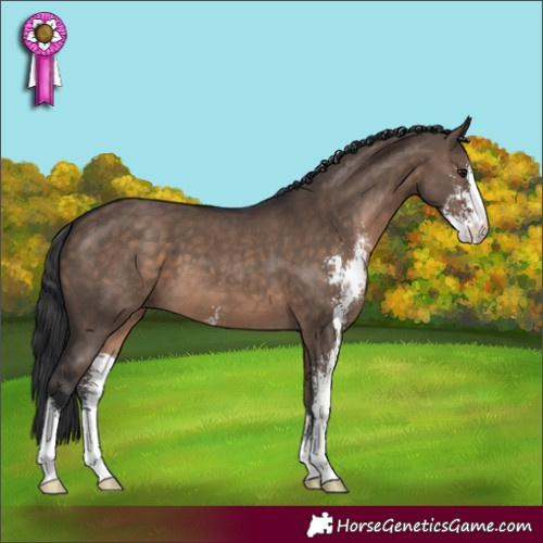 Horse Color:Brown Dun Sabino