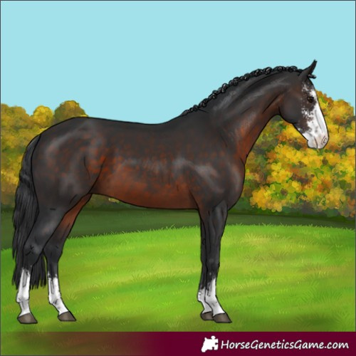 Horse Color:Brown Sabino