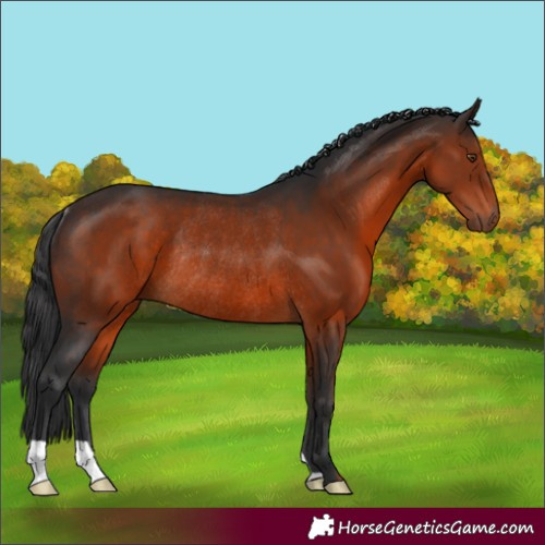 Horse Color:Brown Rabicano 
