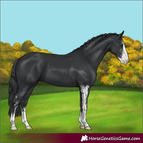 Horse Color:Black Sabino 