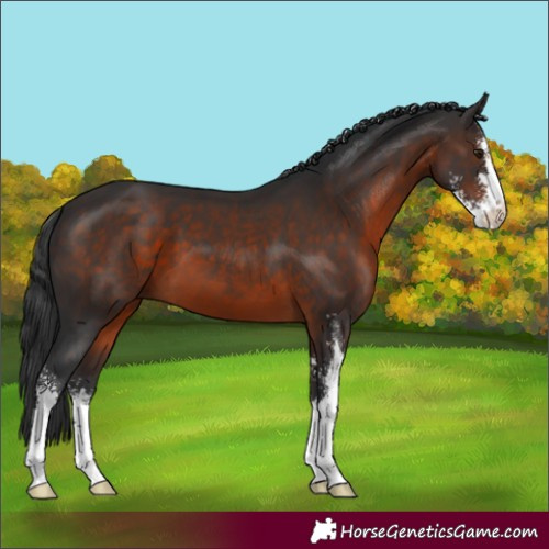 Horse Color:Brown Sabino