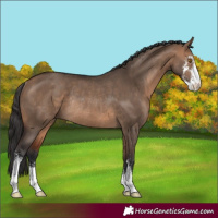 Horse Color:Bay Dun Sabino Rabicano
