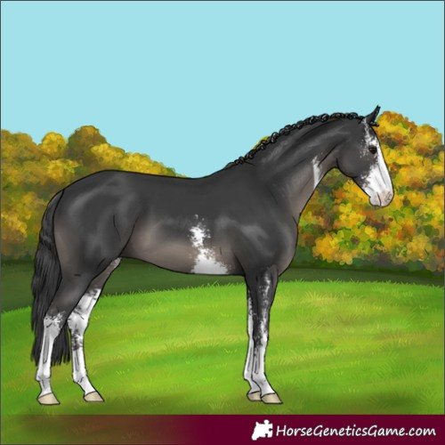 Horse Color:Black Sabino