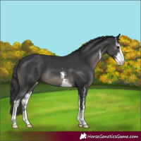 Horse Color:Black Sabino