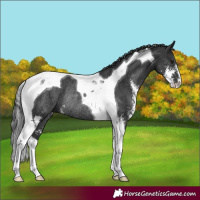 Horse Color:Black Sabino Tobiano Rabicano 