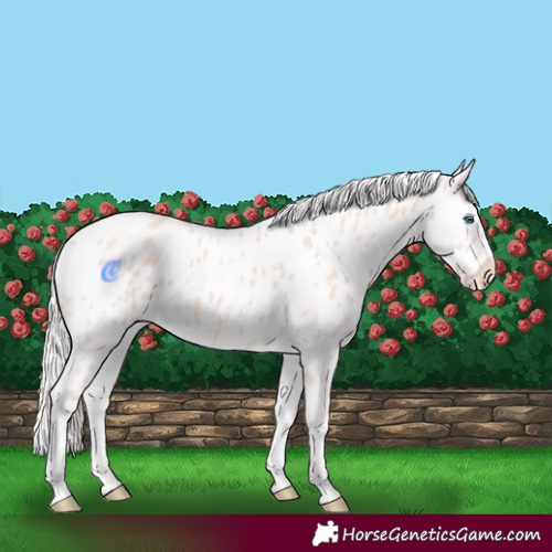 Horse Color:Cremello Leopard
