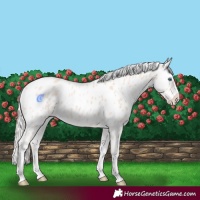 Horse Color:Cremello Leopard