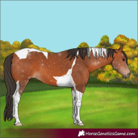 Horse Color:Bay Tobiano 