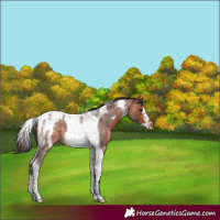 Horse Color:Bay Roan Tobiano Frame Blanket