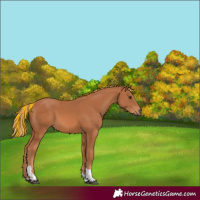 Horse Color:Painted Chestnut Tobiano 