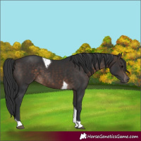 Horse Color:Brown Tobiano 