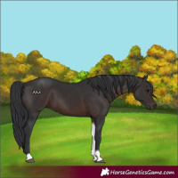 Horse Color:Brown Tobiano 