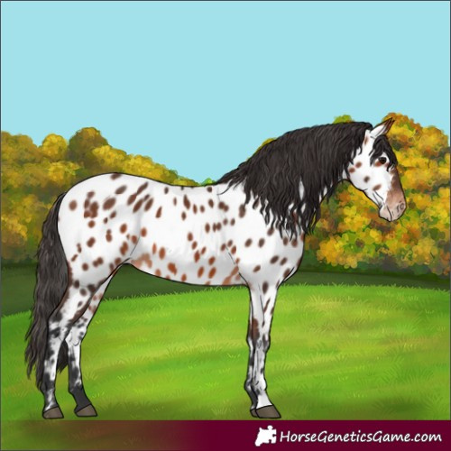Horse Color:Bay Appaloosa