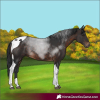 Horse Color:Brown Tobiano 