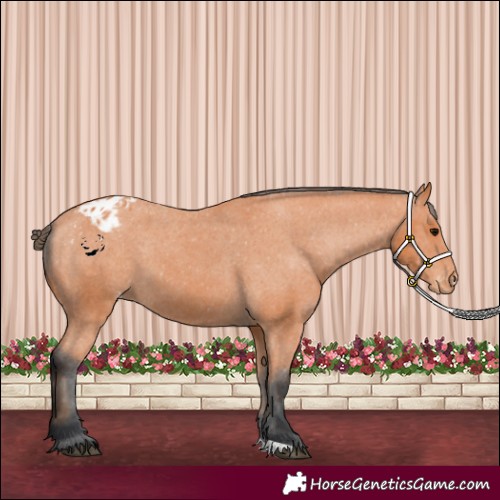 Horse Color:Bay Appaloosa