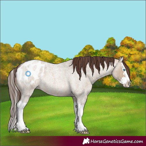 Horse Color:Brown Roan Dun Splash Appaloosa 