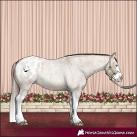 Horse Color:Brown Roan Dun Splash Appaloosa 