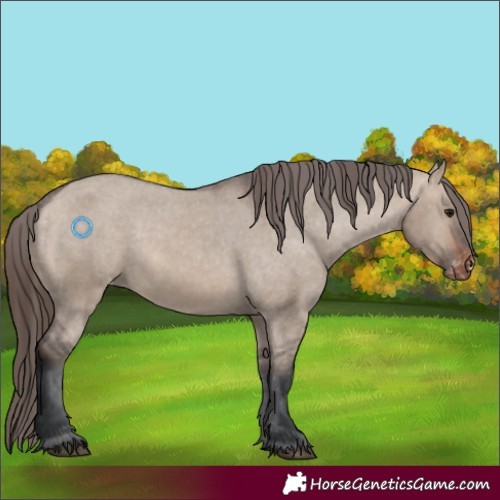 Horse Color:Brown Dun Appaloosa 