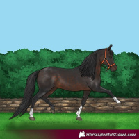 Horse Color:Brown Tobiano 