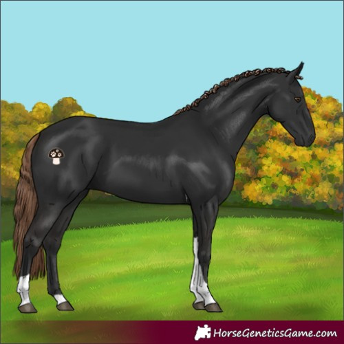 Horse Color:Liver Chestnut Tobiano 