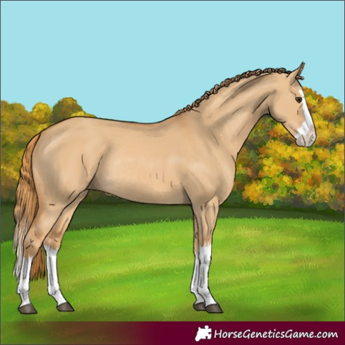 Horse Color:Red Dun Splash Rabicano 
