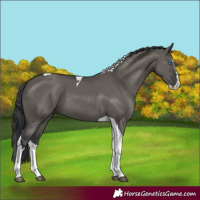Horse Color:Grullo Splash Tobiano 