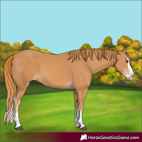 Horse Color:Chestnut Splash 