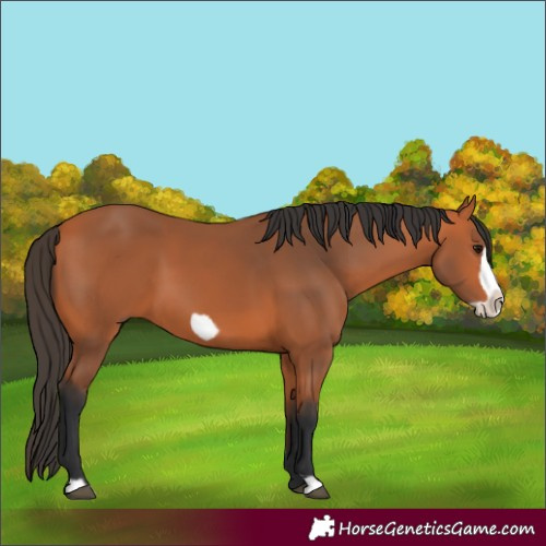 Horse Color:Bay Frame 