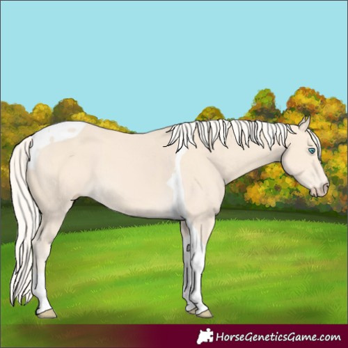 Horse Color:Cremello Tobiano 