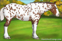 Horse Color:Silver Brown Splash Appaloosa