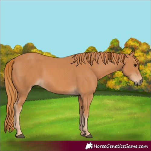Horse Color:Chestnut Rabicano 