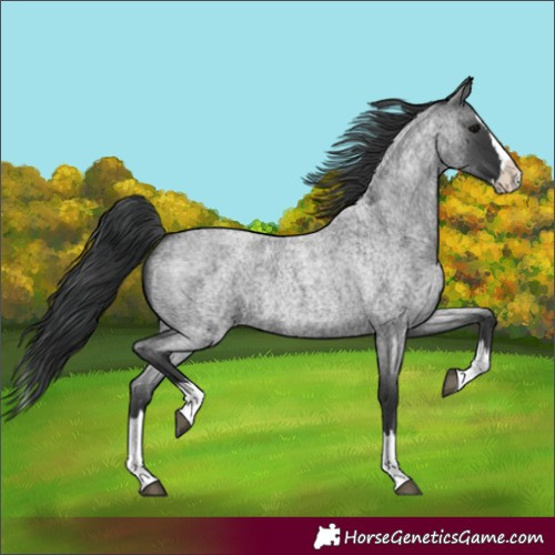 Horse Color:Blue Roan Splash 